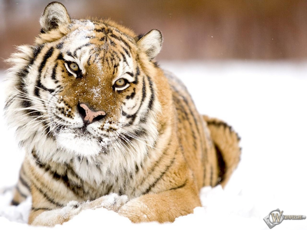 Тигр в снегу 1024x768