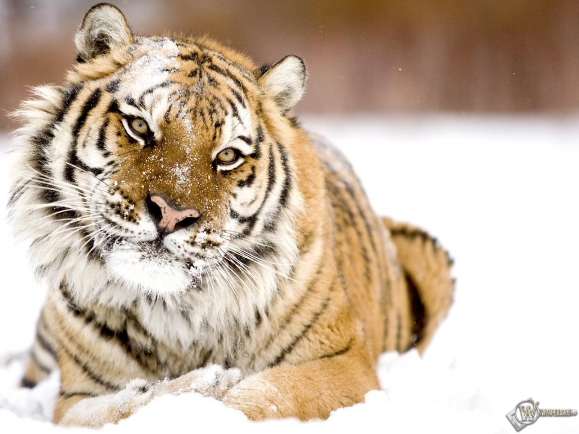 Тигр в снегу 1152x864