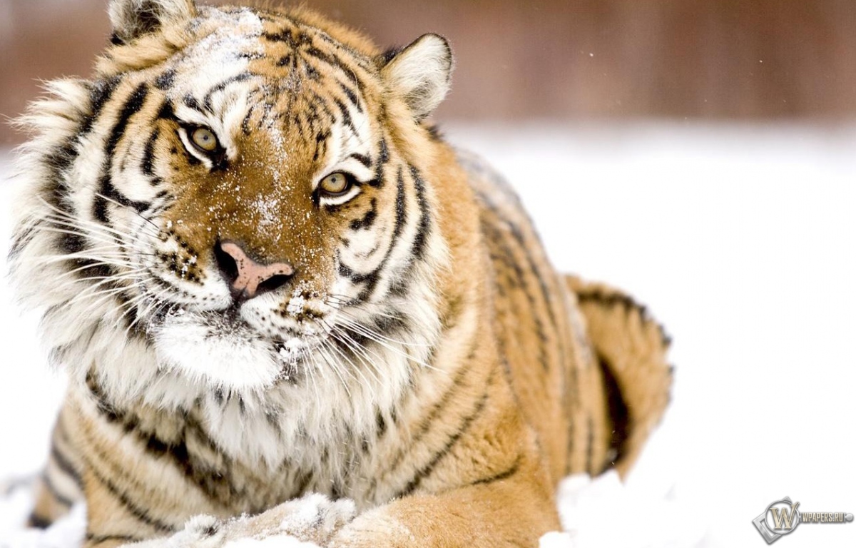 Тигр в снегу 1200x768