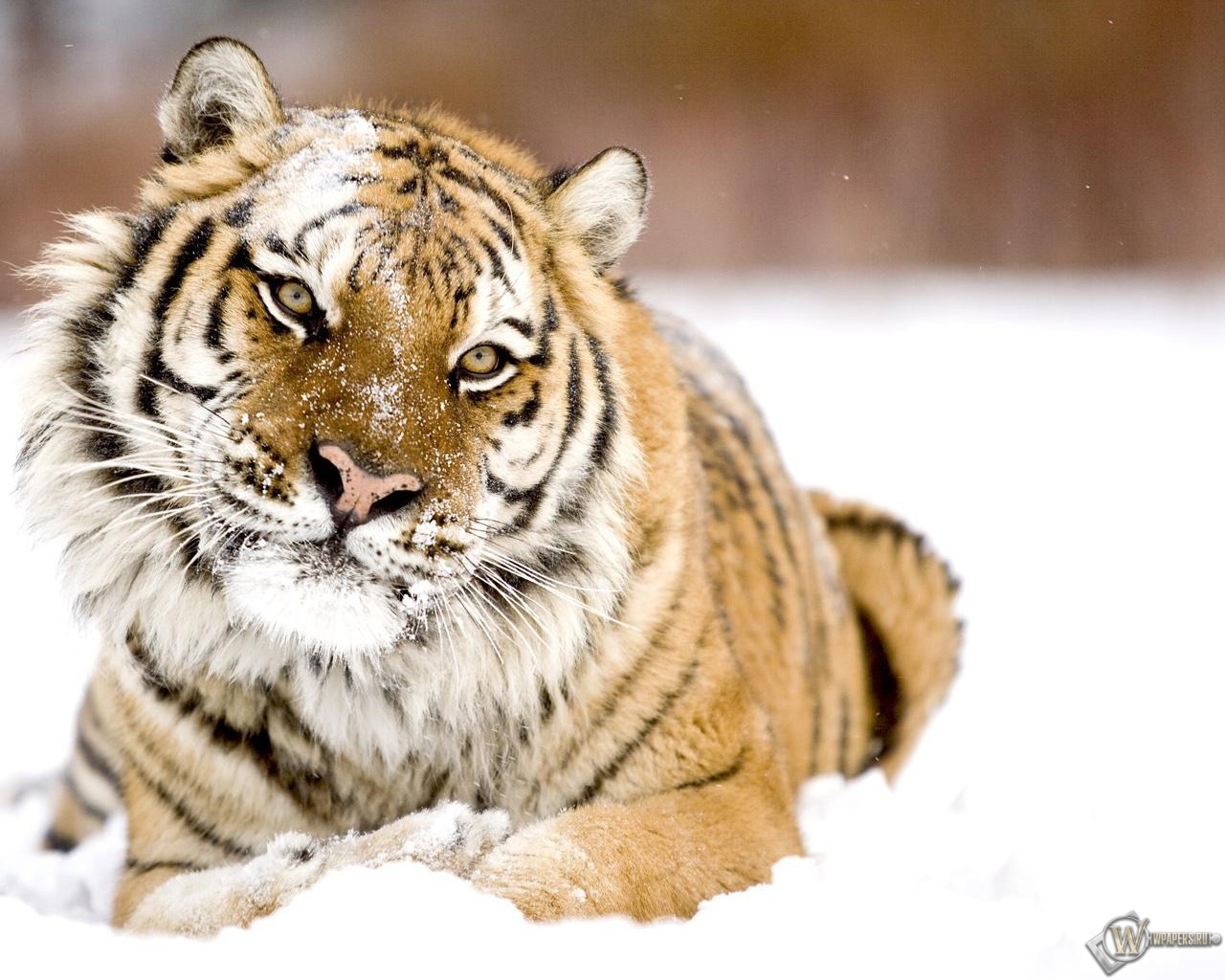 Тигр в снегу 1280x1024