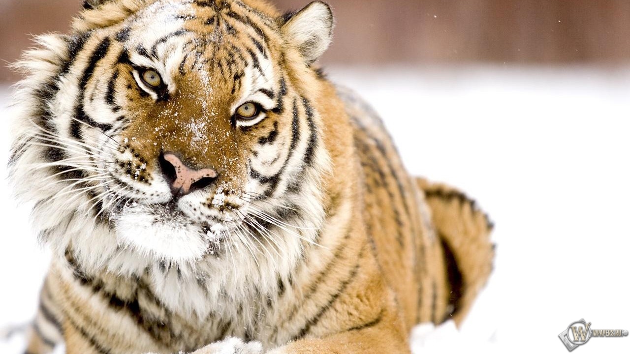 Тигр в снегу 1280x720