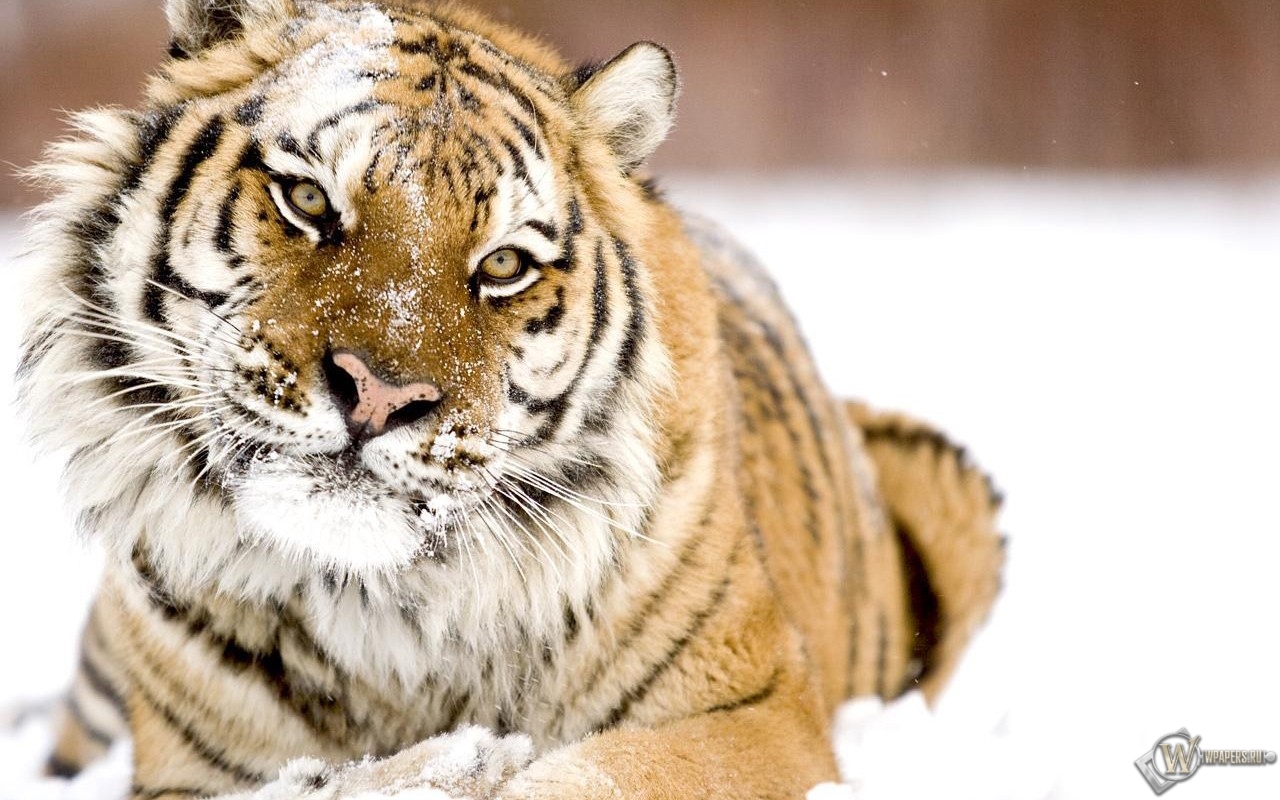 Тигр в снегу 1280x800