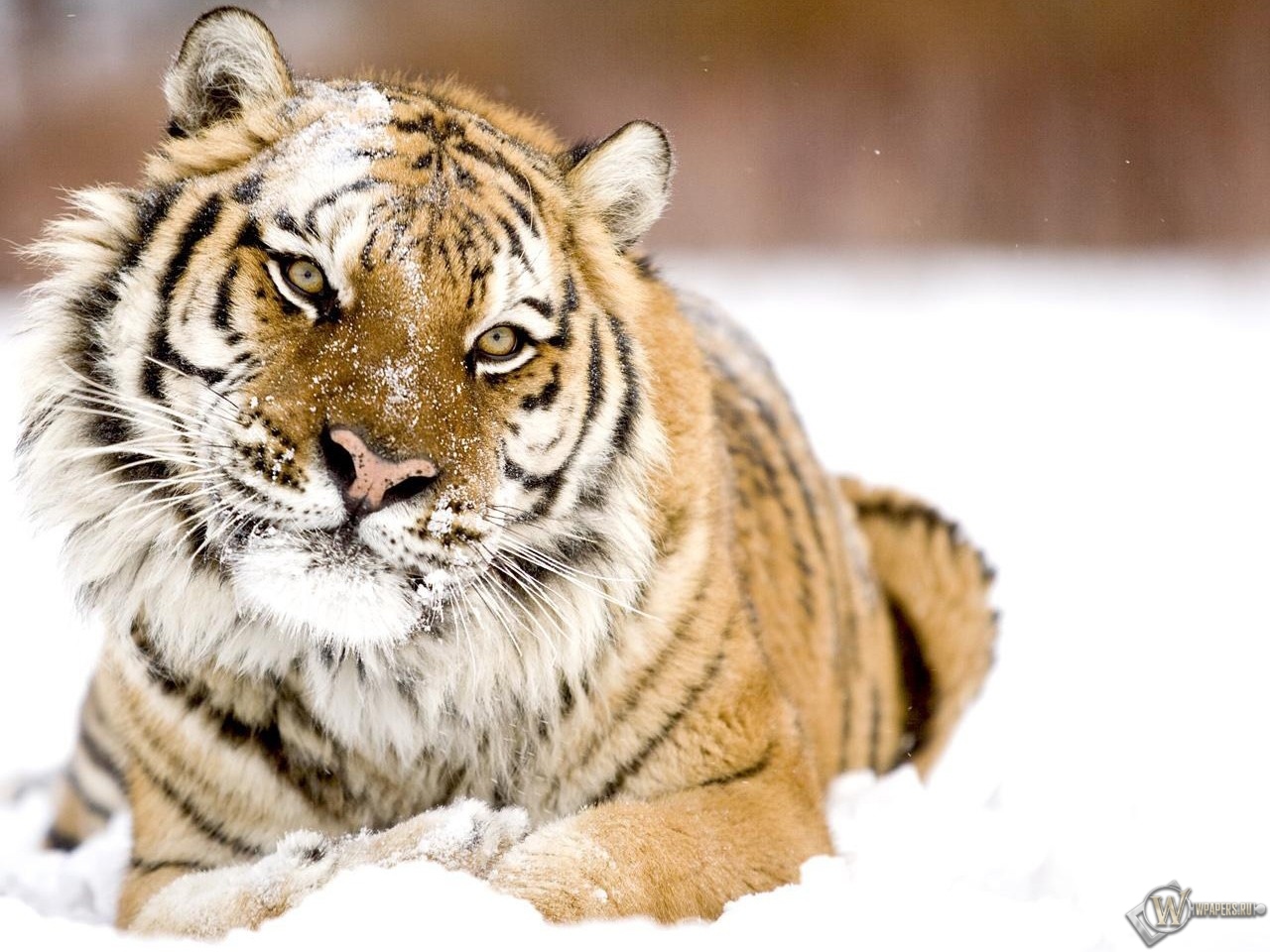 Тигр в снегу 1280x960