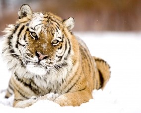 Обои Тигр в снегу: Снег, Морда, Тигр, Тигры