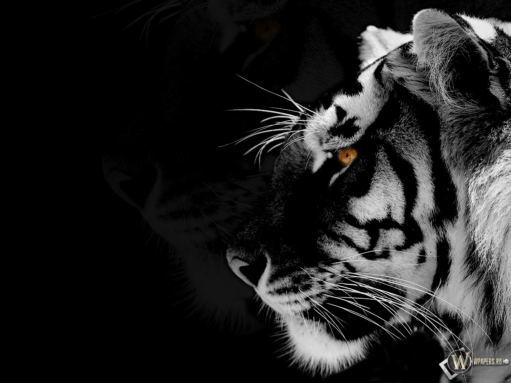 Black-white Tiger 1024x768