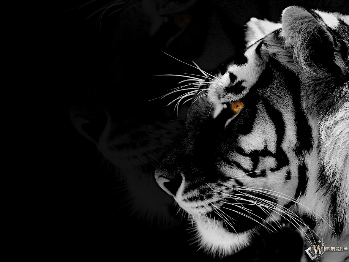 Black-white Tiger 1152x864