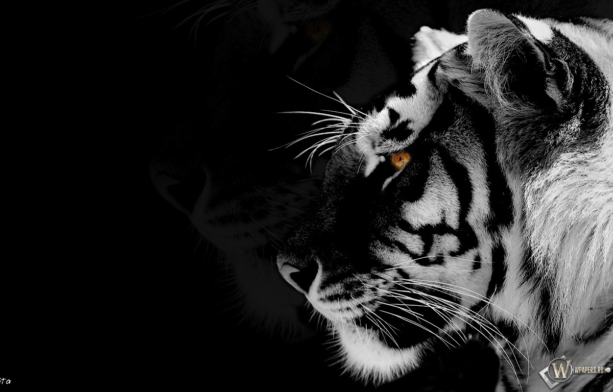 Black-white Tiger 1200x768
