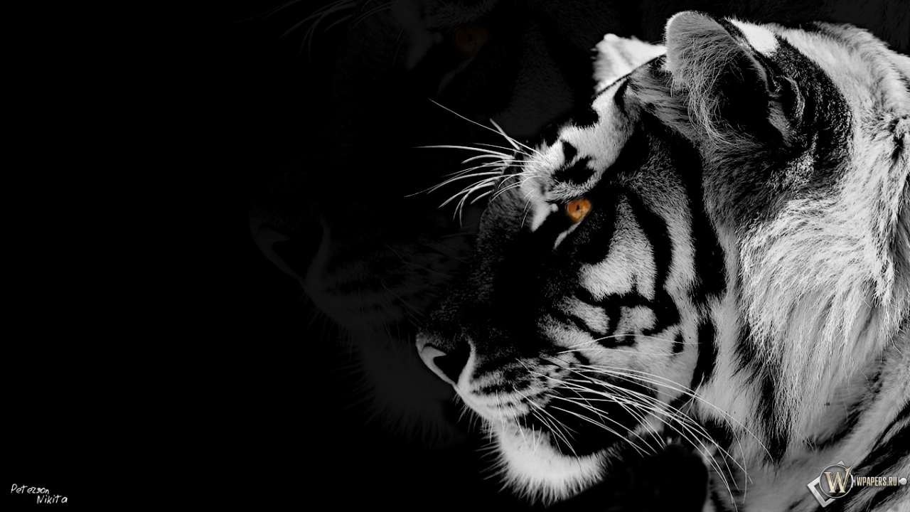 Black-white Tiger 1280x720