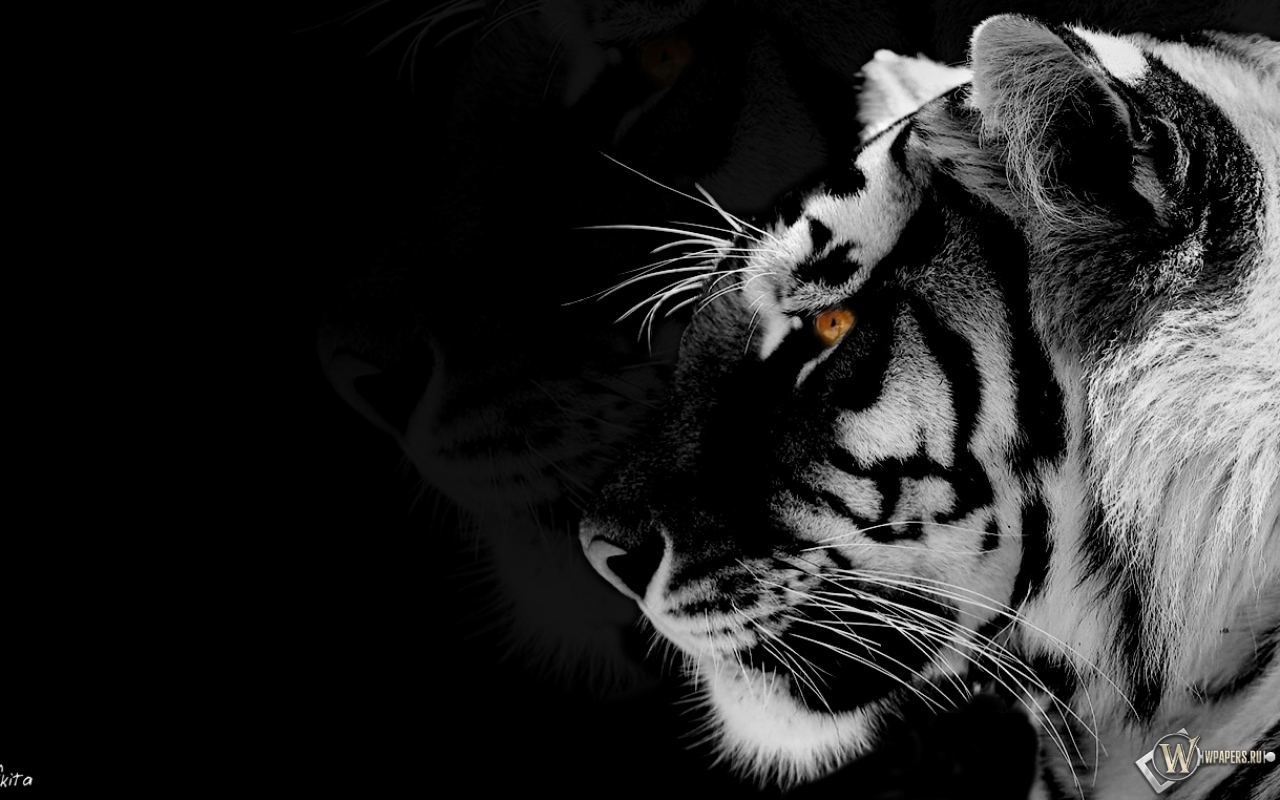 Black-white Tiger 1280x800
