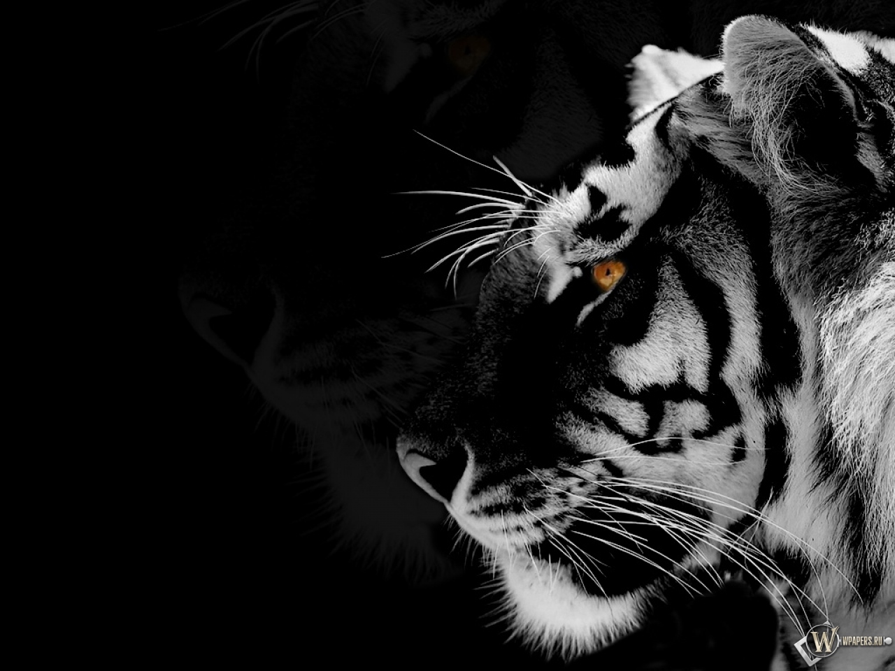 Black-white Tiger 1280x960