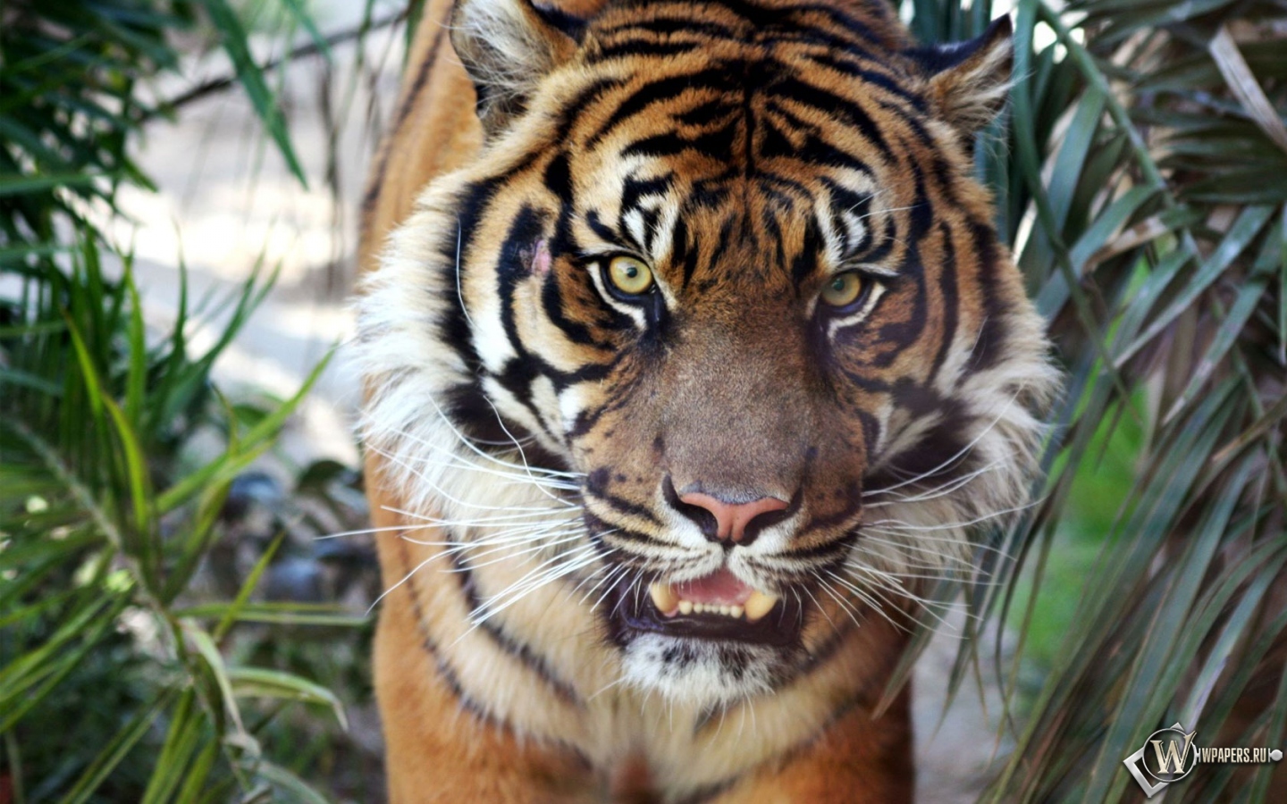 Тигр 1440x900