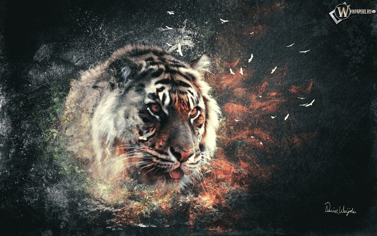 Тигр 1440x900