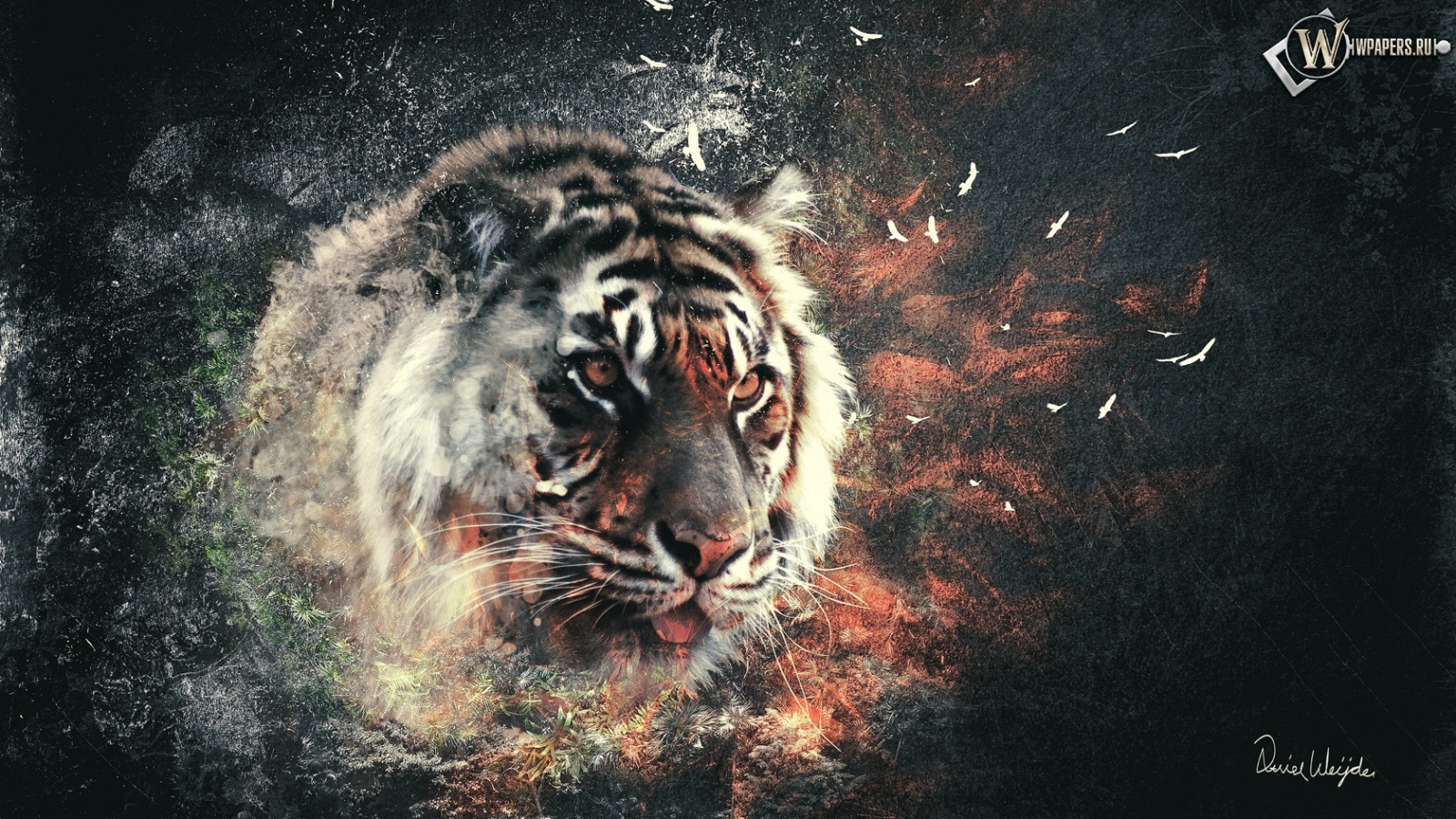 Тигр 1600x900