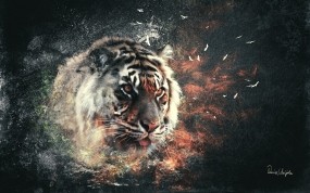 Обои Тигр: Взрыв, Кошка, Тигр, Тигры