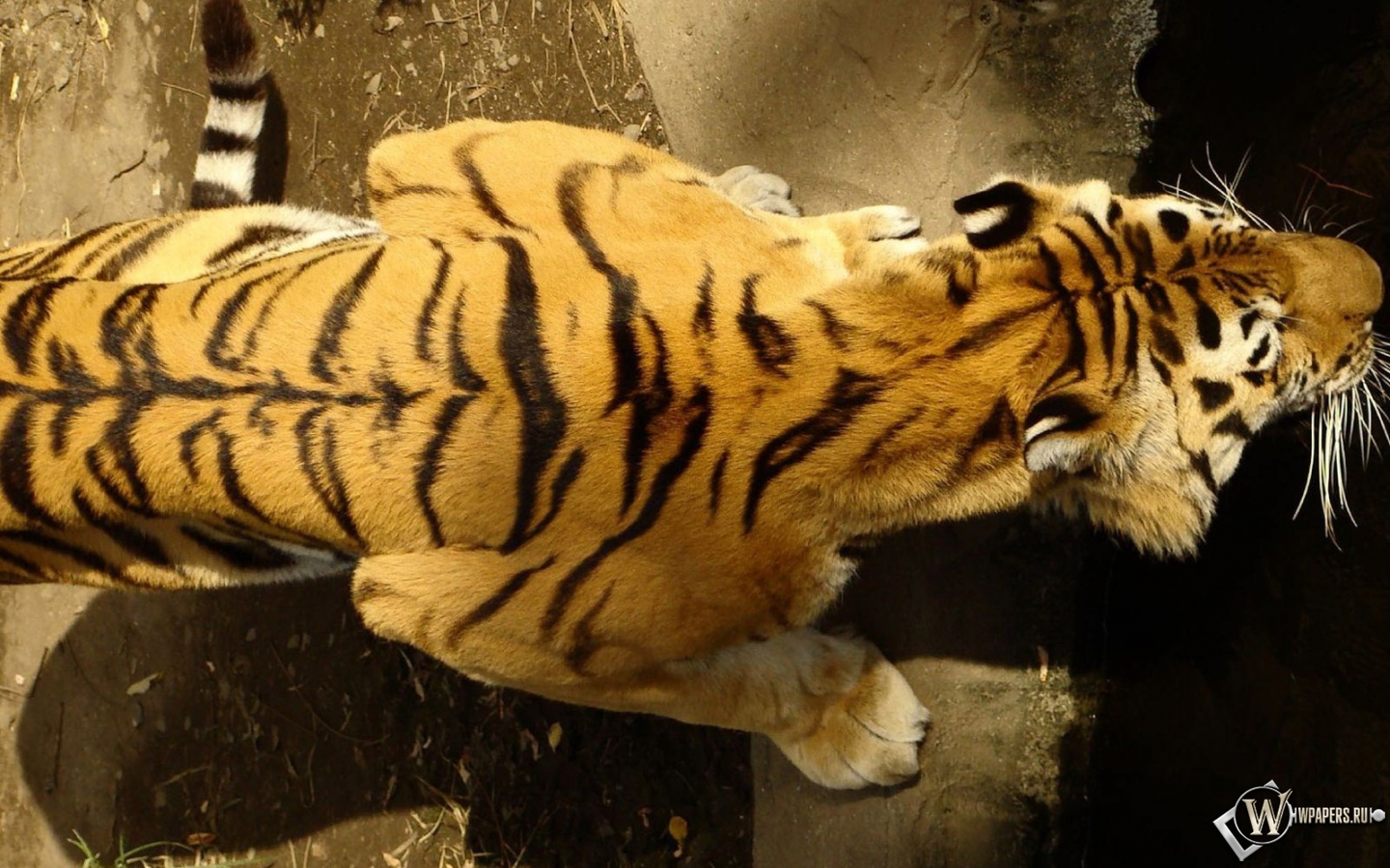 Спина тигра 1440x900