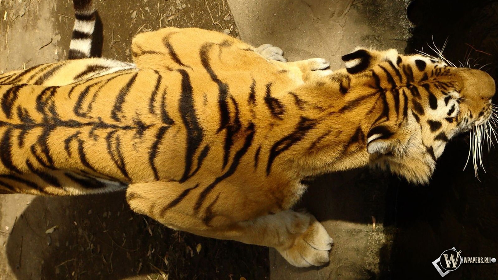 Спина тигра 1600x900