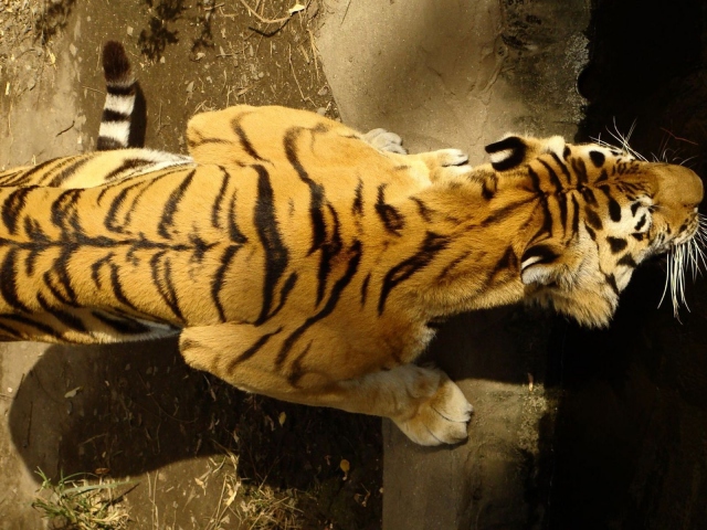 Спина тигра