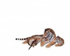 Обои Тигрица с тигрятами: Белый фон, Любовь, Тигрица, Тигрята, Мама, Тигры