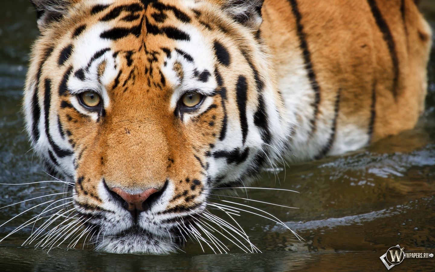 Взгляд тигра 1440x900