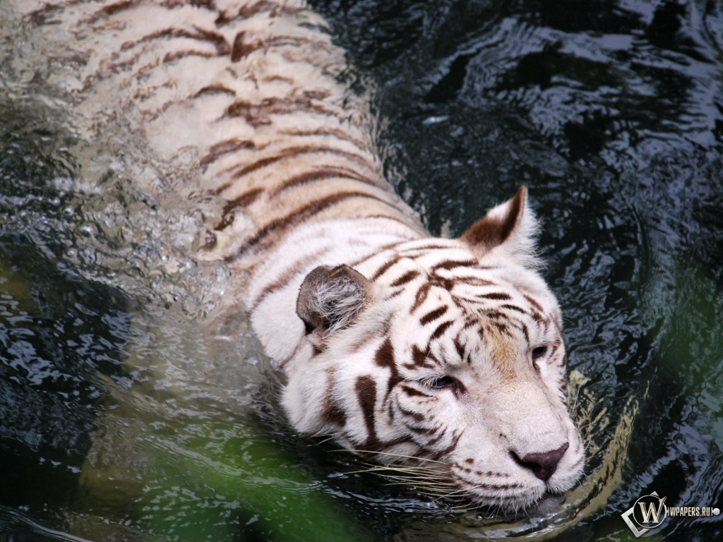 Плывущий тигр-альбинос 1024x768