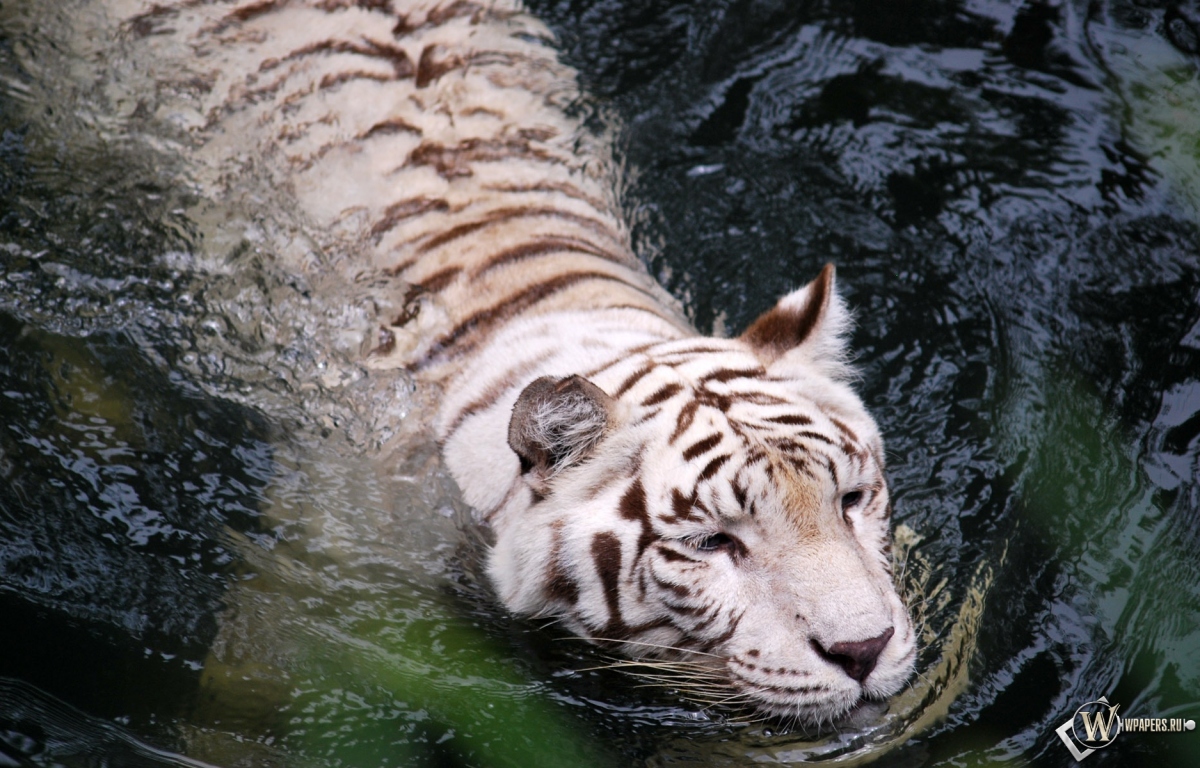 Плывущий тигр-альбинос 1200x768