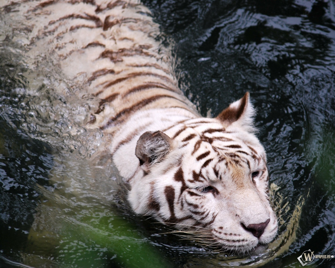 Плывущий тигр-альбинос 1280x1024