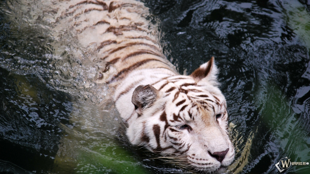 Плывущий тигр-альбинос 1280x720