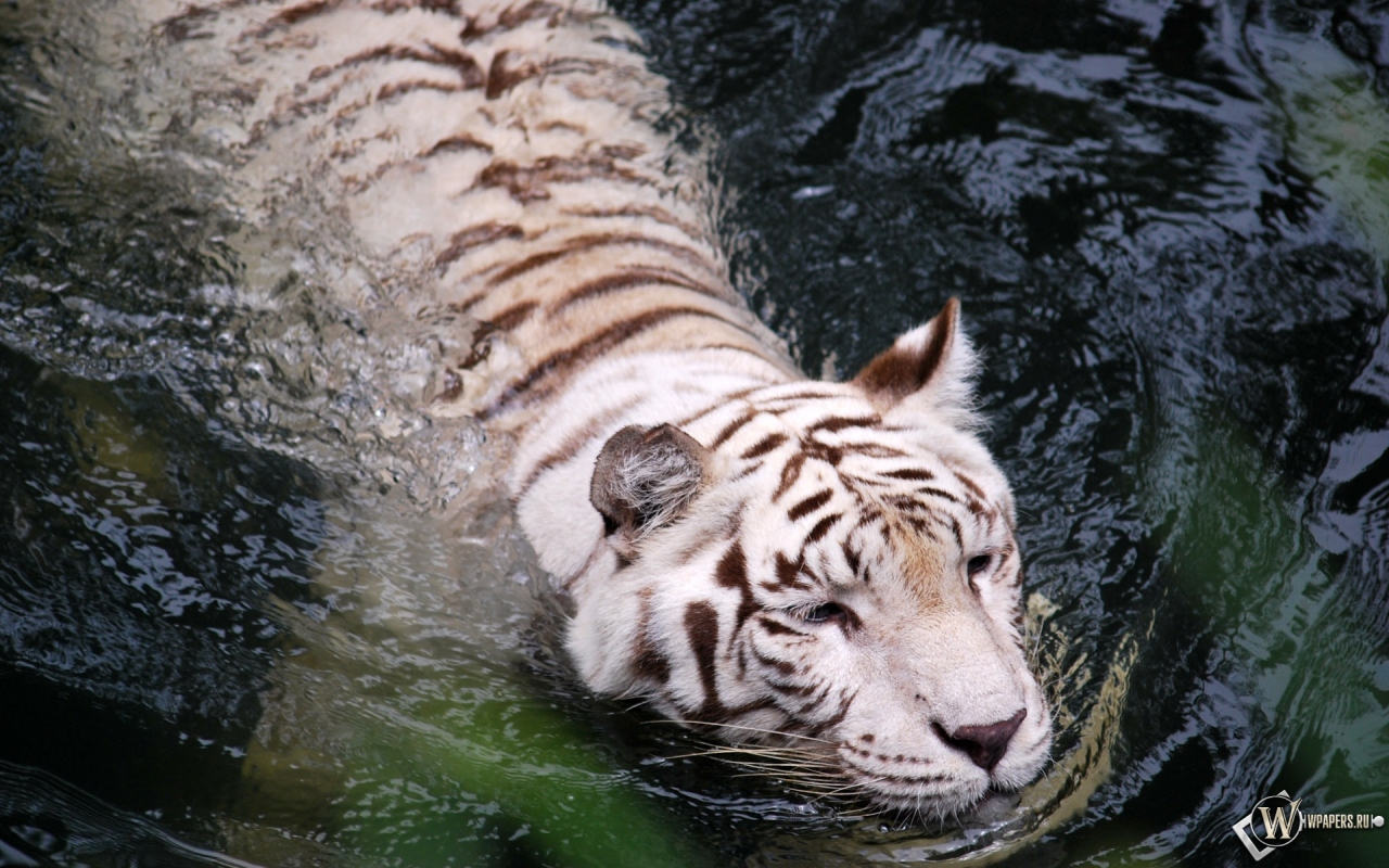 Плывущий тигр-альбинос 1280x800