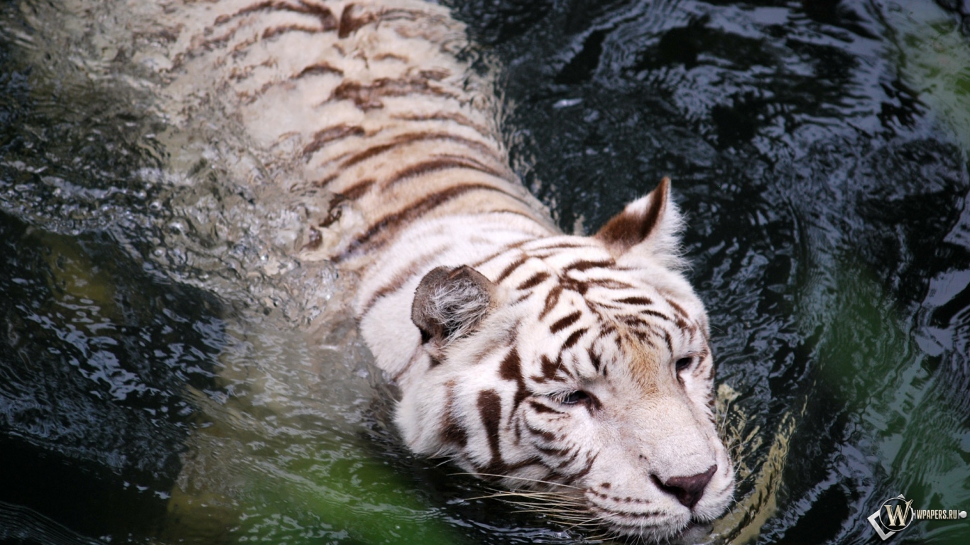 Плывущий тигр-альбинос 1366x768