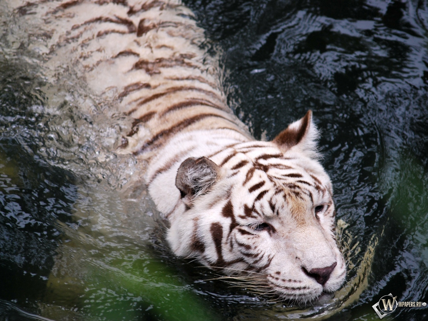 Плывущий тигр-альбинос 1400x1050