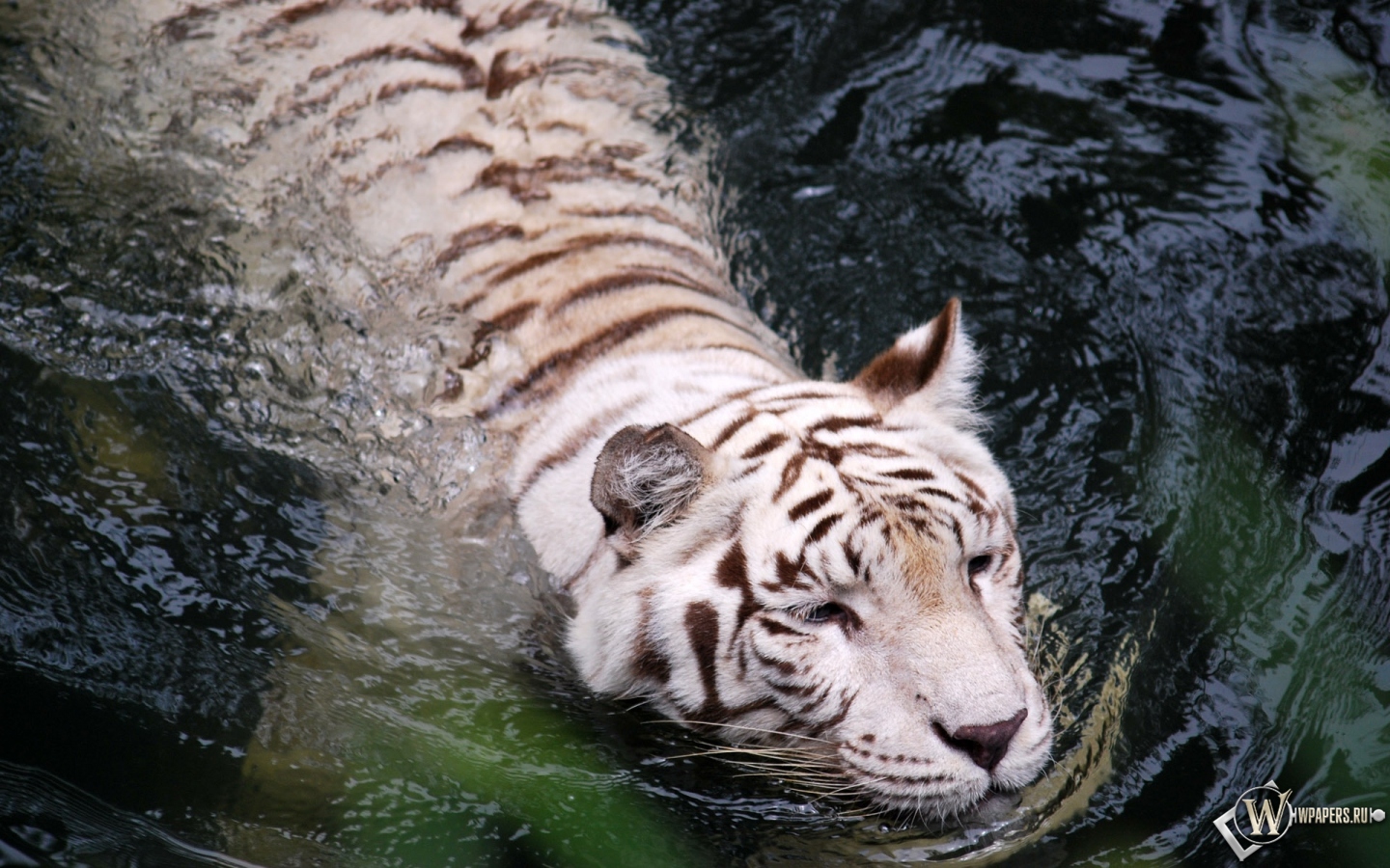Плывущий тигр-альбинос 1440x900
