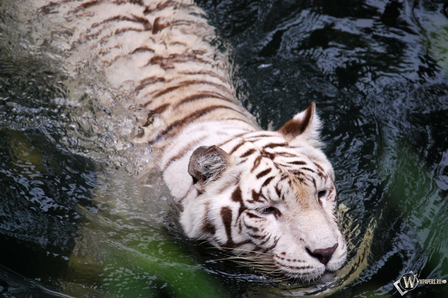 Плывущий тигр-альбинос 1500x1000