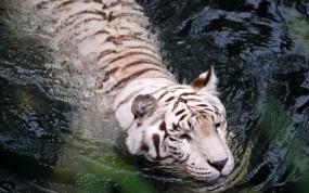 Обои Плывущий тигр-альбинос: Вода, Белый, Тигр, Тигры
