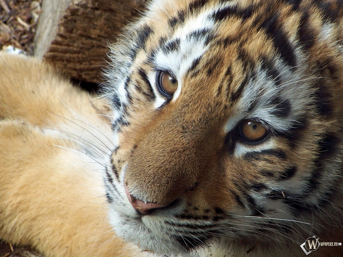 Симпатичный тигр 1152x864