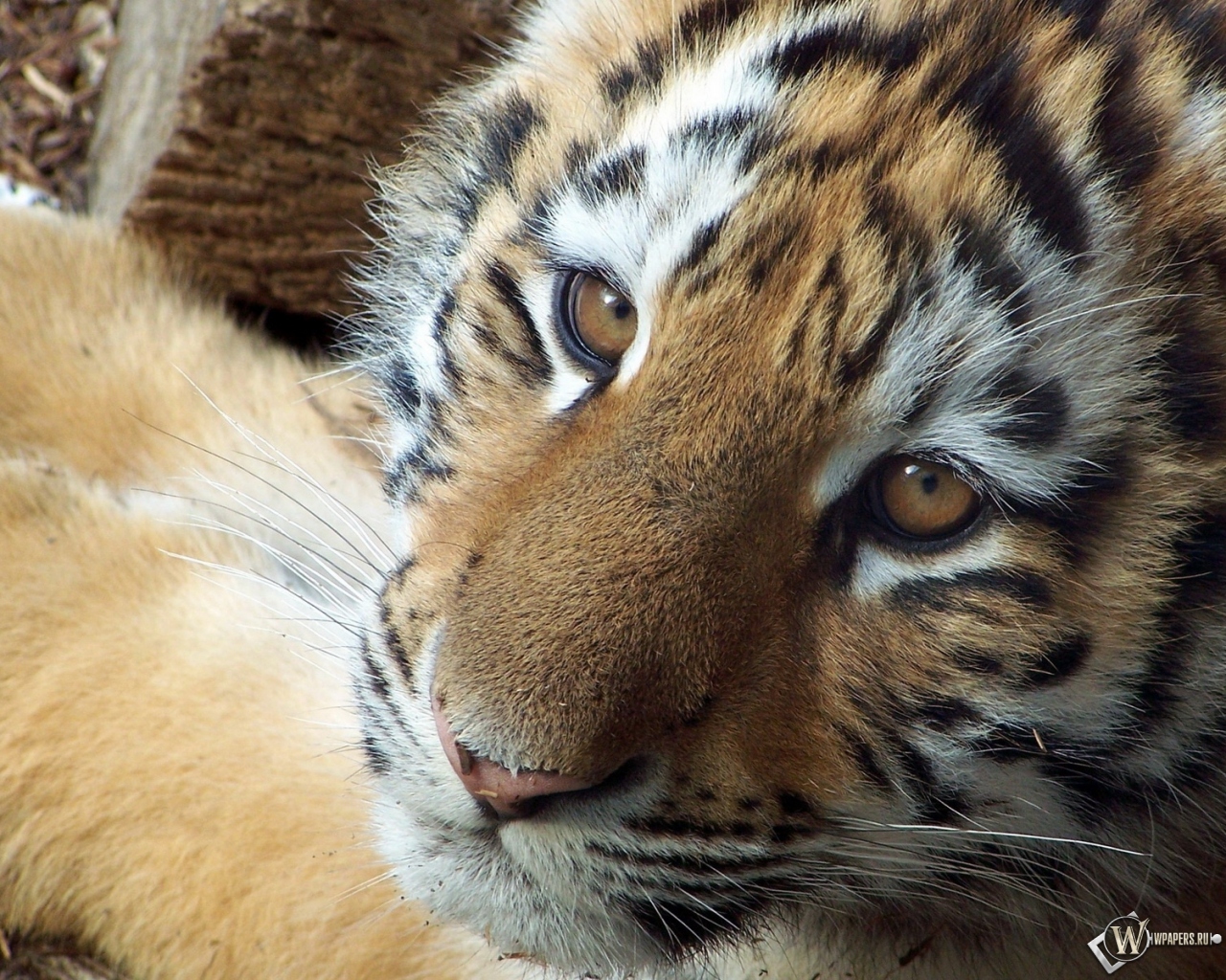 Симпатичный тигр 1280x1024