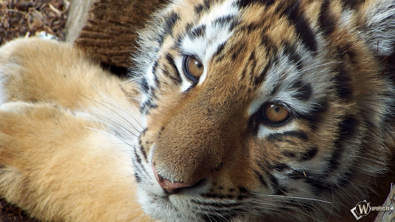 Симпатичный тигр 1280x720