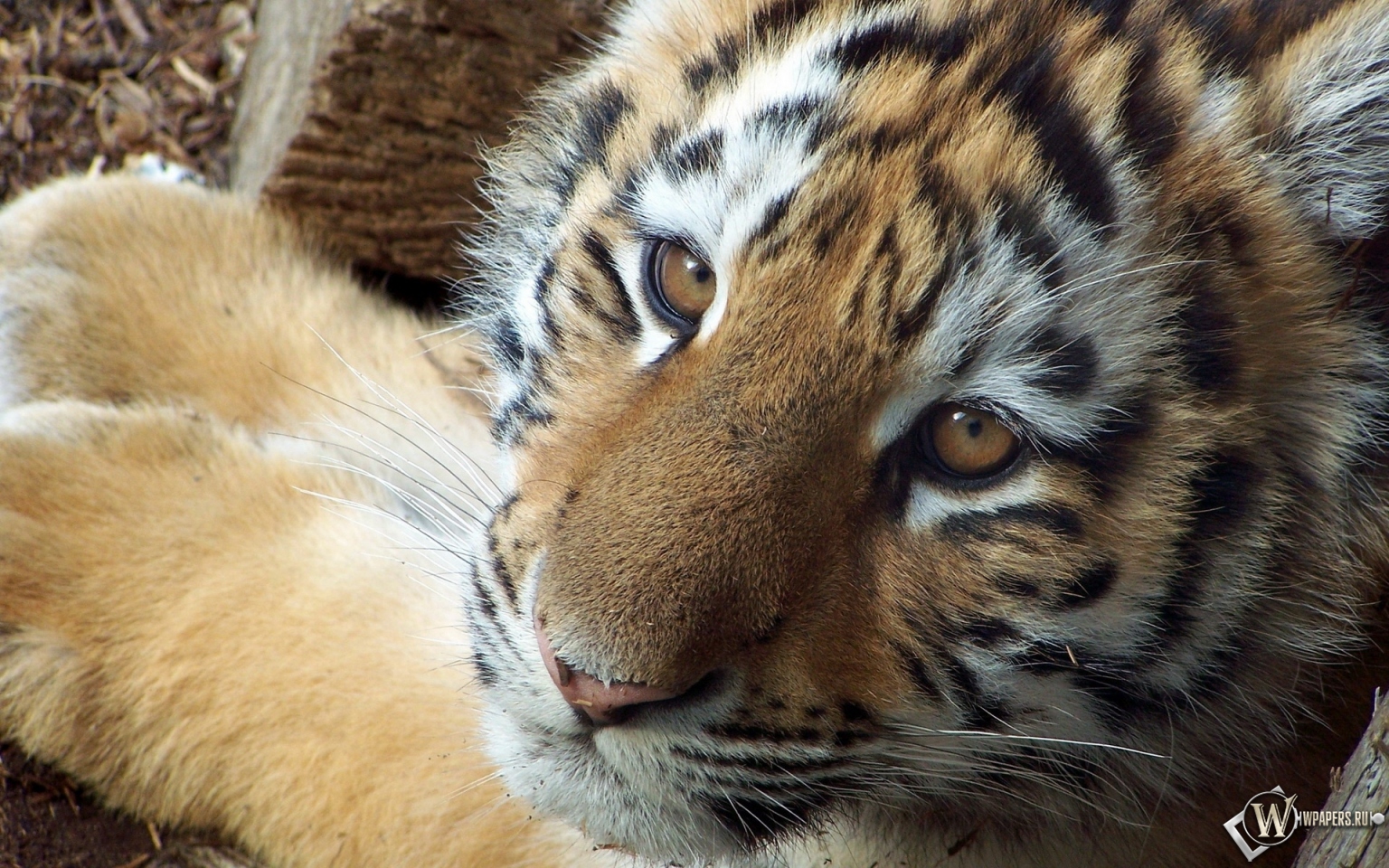 Симпатичный тигр 1536x960