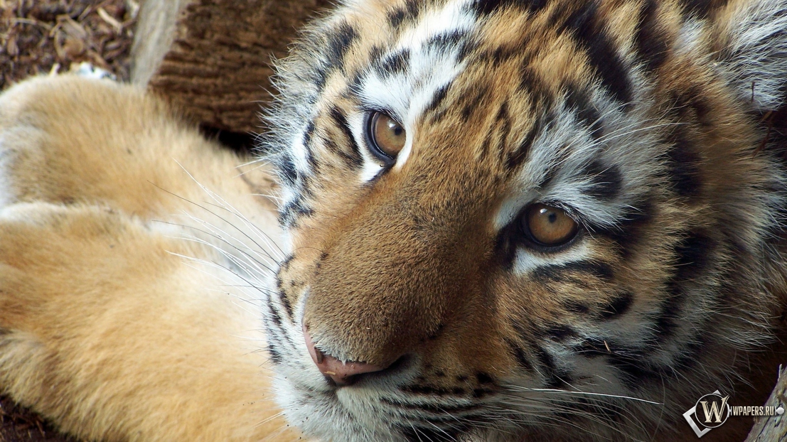 Симпатичный тигр 1600x900