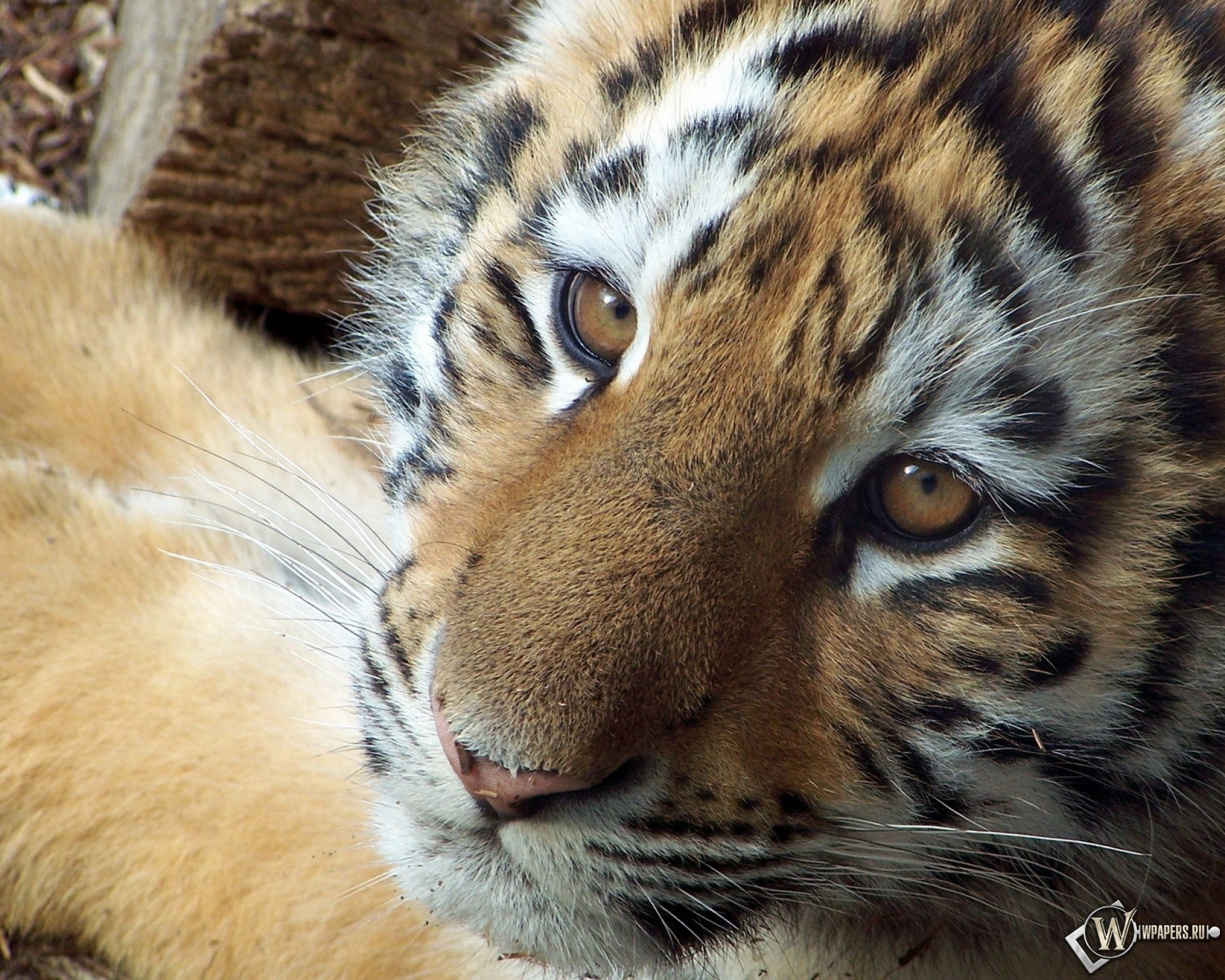 Симпатичный тигр 1920x1536