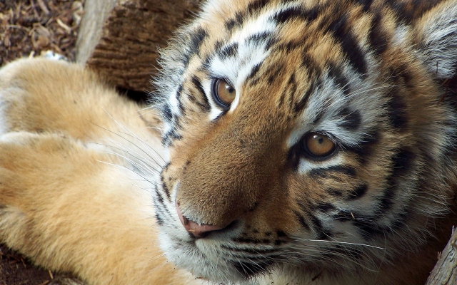 Симпатичный тигр