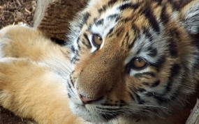 Обои Симпатичный тигр: Взгляд, Морда, Тигр, Тигры