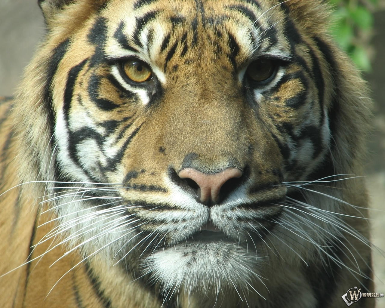 Взгляд тигра 1280x1024