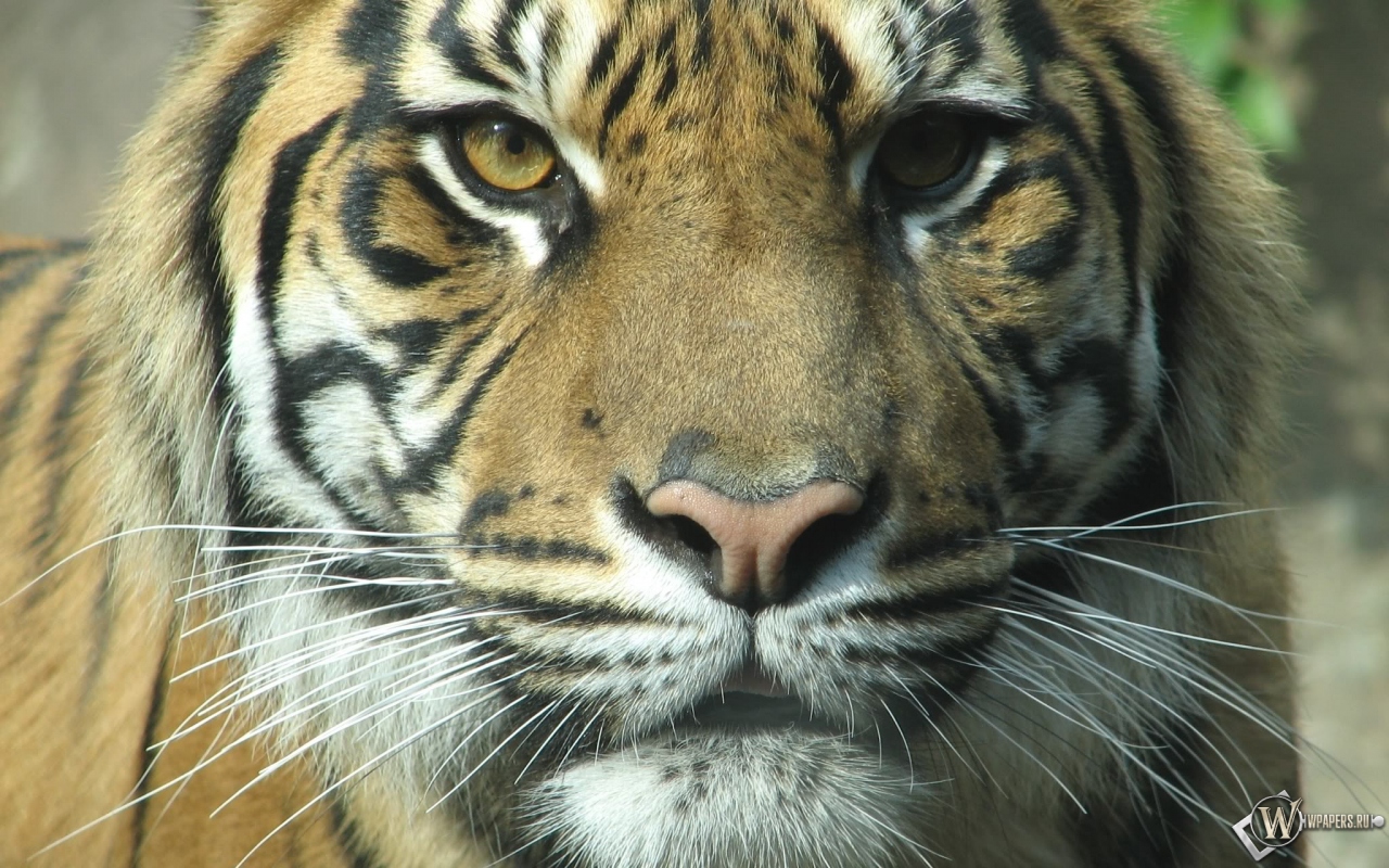 Взгляд тигра 1280x800