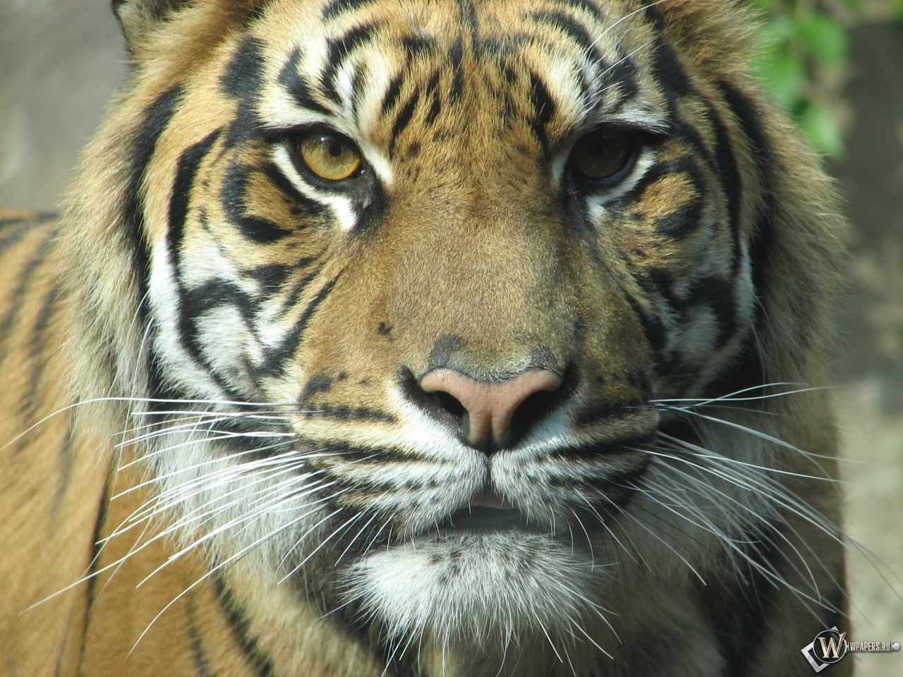Взгляд тигра 1280x960