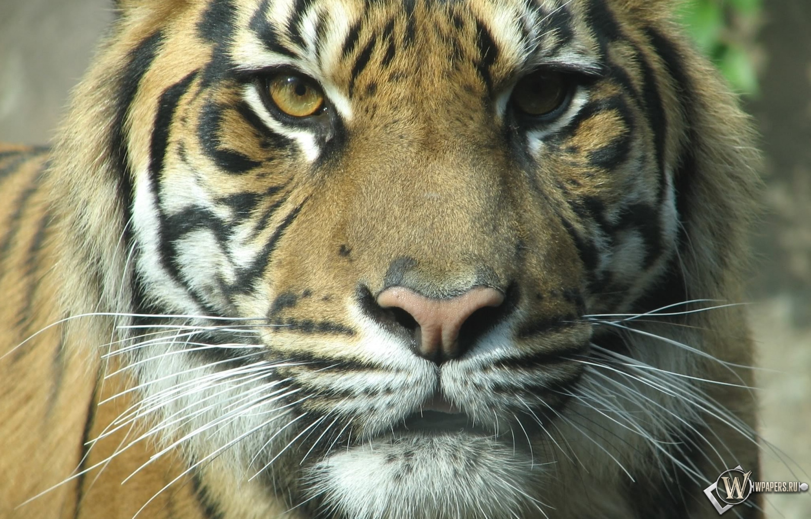 Взгляд тигра 1600x1024