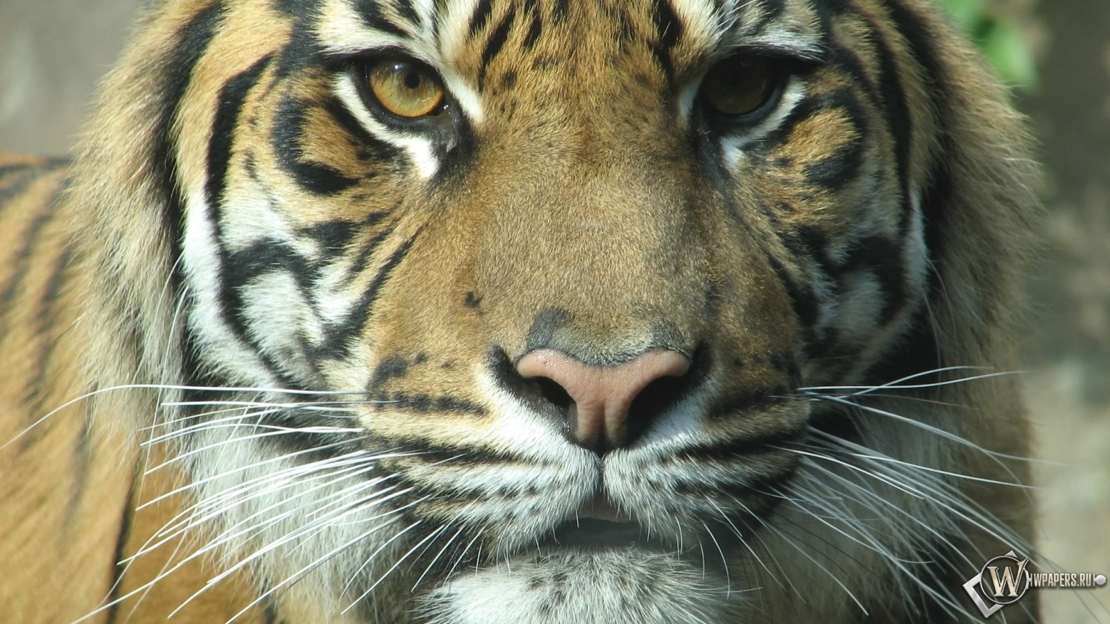 Взгляд тигра 1600x900