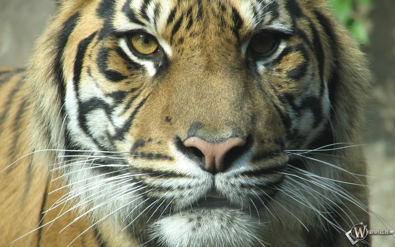 Взгляд тигра 1680x1050