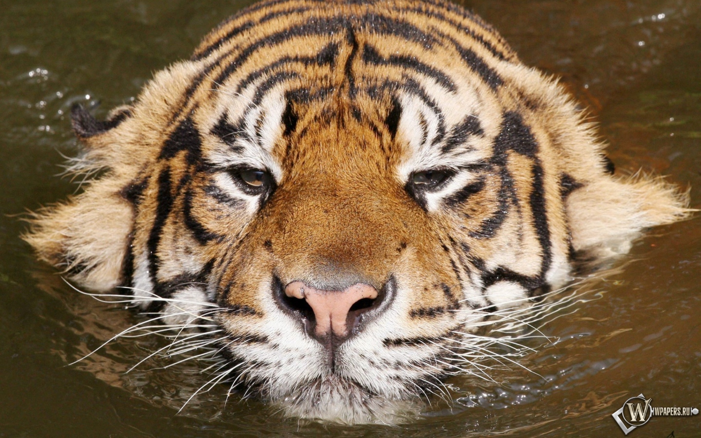 Плывущий тигр 1440x900