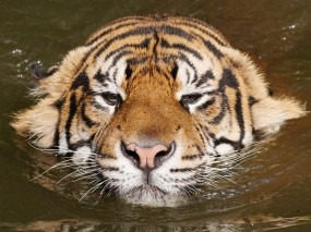 Обои Плывущий тигр: Вода, Тигр, Тигры