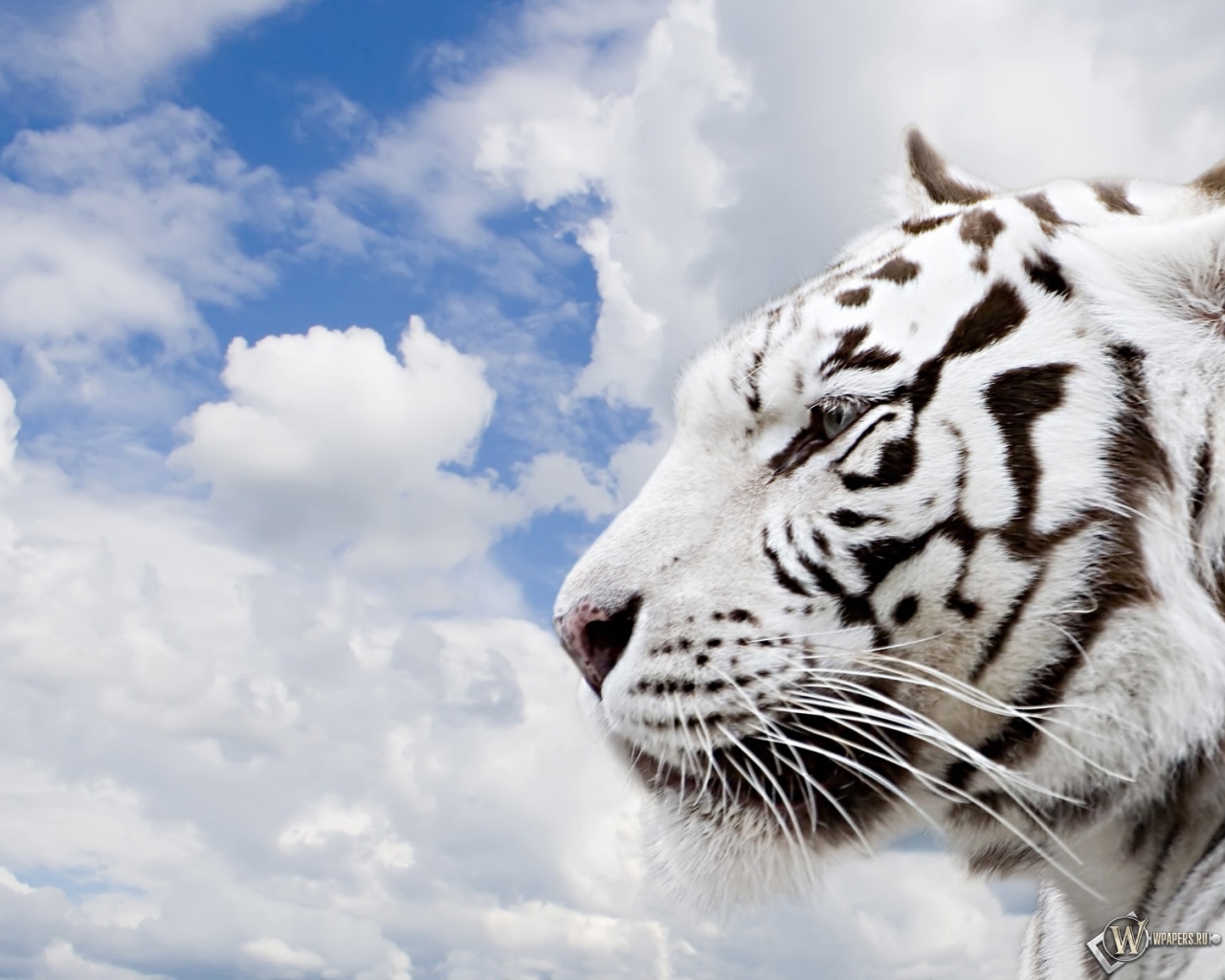 Белый тигр 1280x1024